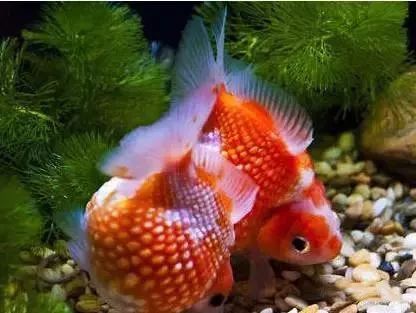 怎么养鱼才不会让鱼死掉 5a127e4a2e4c46f1baac75a3e09ff244.jpeg