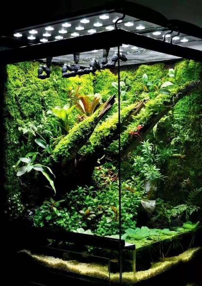 植物墙的变形,热带雨林缸(02)