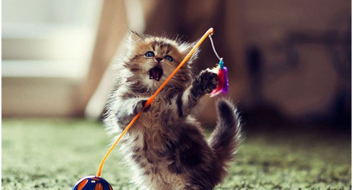 小宵虎南ssis-308