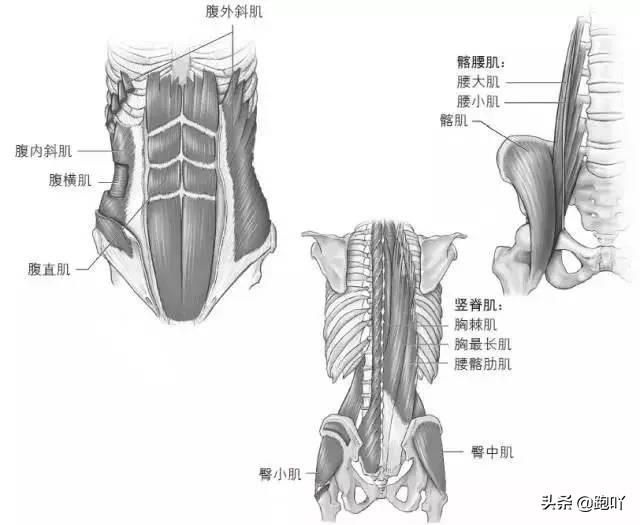 如何练习腹直肌 6690ccc425a744238d5c219f392ef603.jpeg