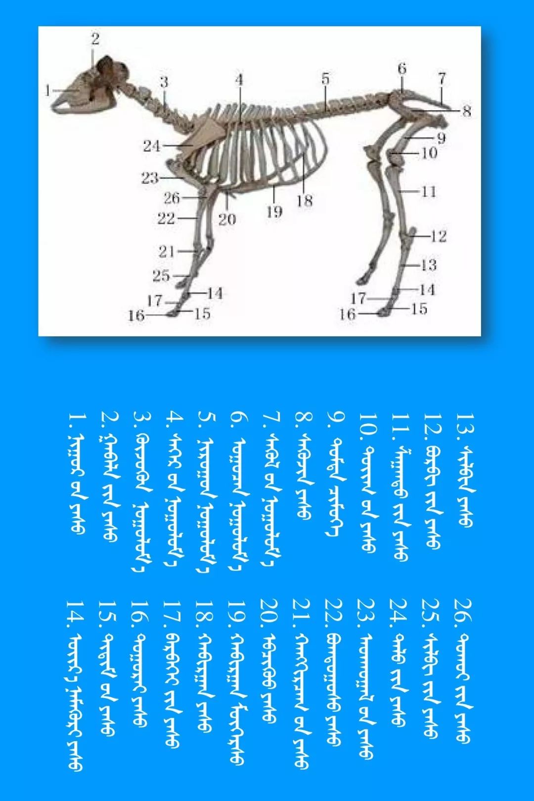 畜牧院校系列-河南卓普教学用品有限公司