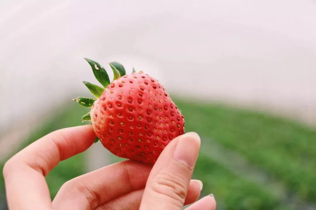 这样种出来的草莓它确实不是一般的甜哈而且还散发着淡淡的贵族气息