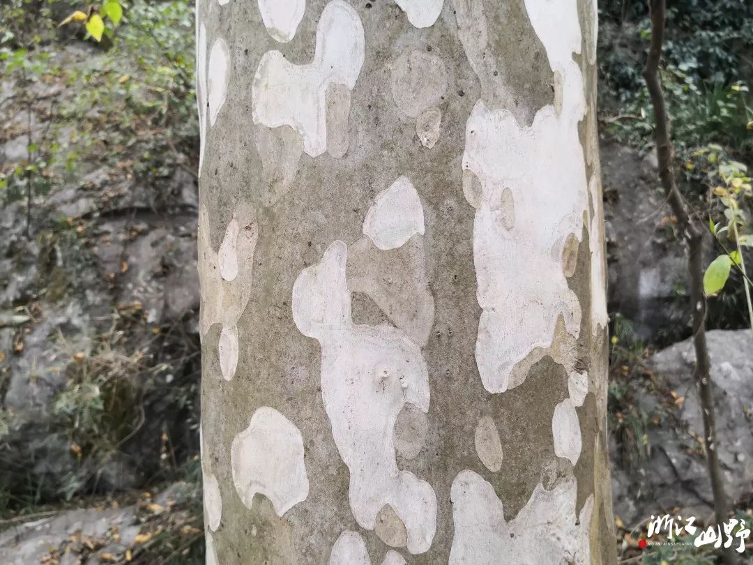 我们一起去认识了壳斗家族,观察他们形态各异的帽子,会装死的假死柴