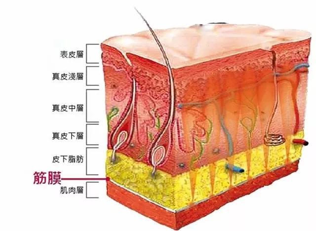 我们的皮肤是由浅表皮层,真皮层,皮下组织,筋膜层构成的.