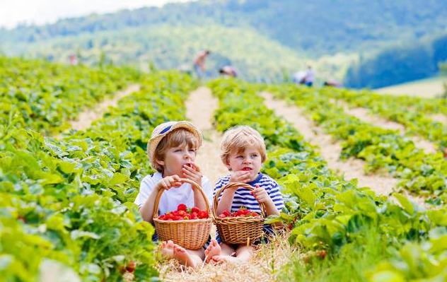 免费水果农场玩一玩在哪里 9ee6b5b2d1a24619b6e57dbd956ba96f.png