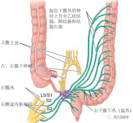 消化系统大肠Ⅱ