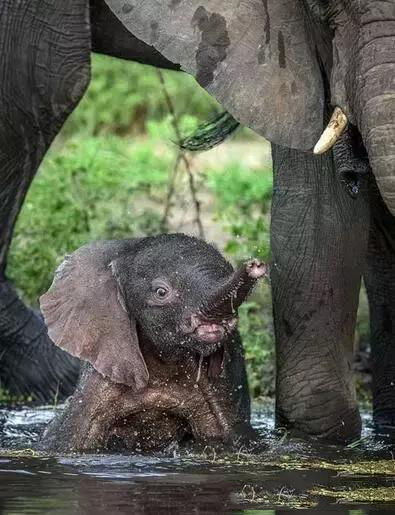 小象贪玩在玩水不愿赶路被象妈妈一个长鼻卷走