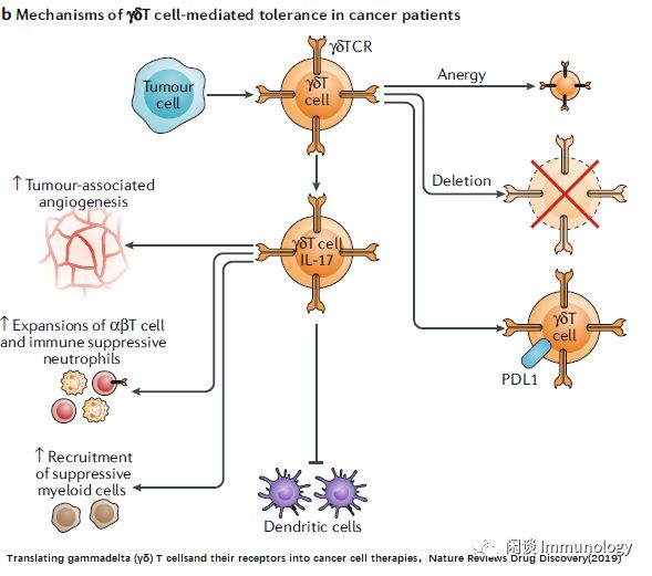 γδt细胞基础生物学,细胞治疗开发困境及进展