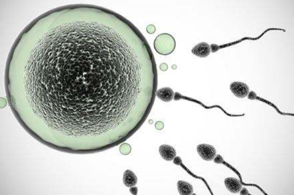 什么是单细胞生物 b19a83b0af45424bbe05a5ad573f9a75.png