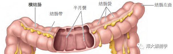 消化系统大肠Ⅱ