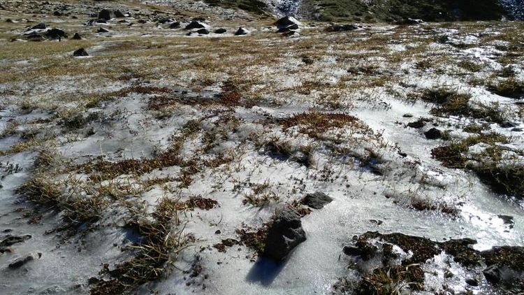 冻土层挖出14000年前未知生物,既像狗又像狼,它到底是
