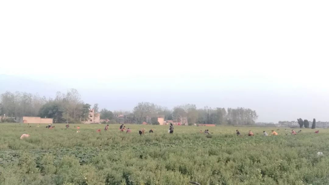 利辛县多少人口_利辛县地图(2)