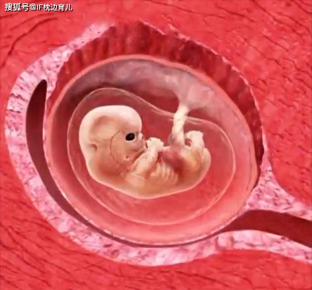 原创怀孕55天胎儿有多大?孕妈咪关注三方面,顺利度过妊娠初期