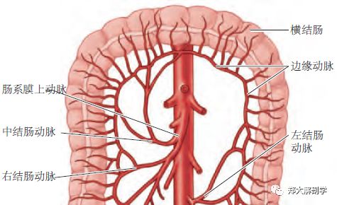 消化系统|大肠Ⅱ_结肠