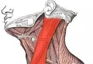 颈痛相关——自己不痛别处痛的胸锁乳突肌!