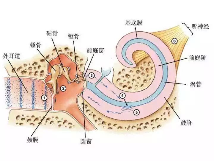 人体里最小的三块骨头在耳朵里科学家发现其演化的缺失环节