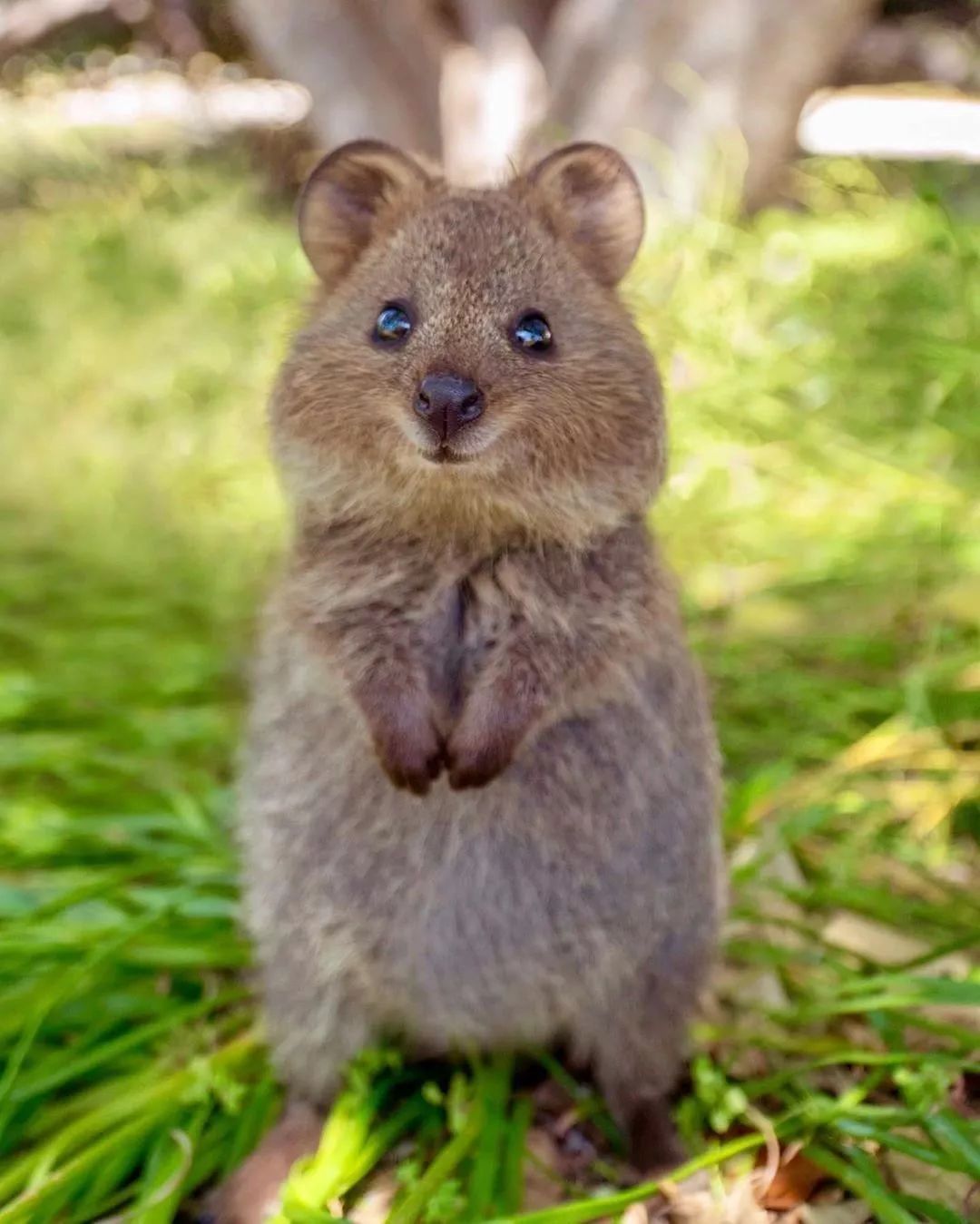 岛上还生活着"世界上最快乐的动物"短尾矮袋鼠quokka.