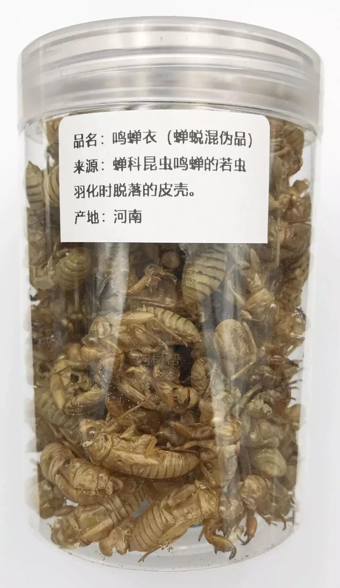 7种蝉蜕包括真伪优劣实拍图欣赏