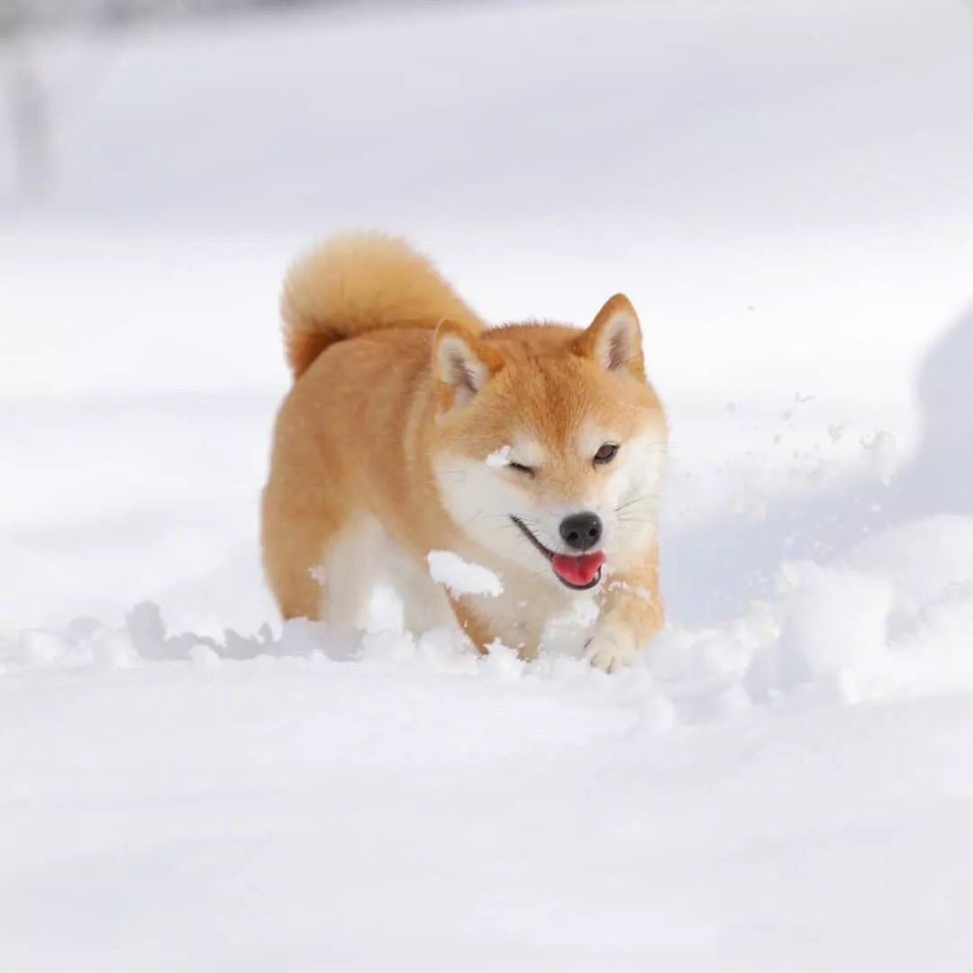 雪地撒欢的柴好开心