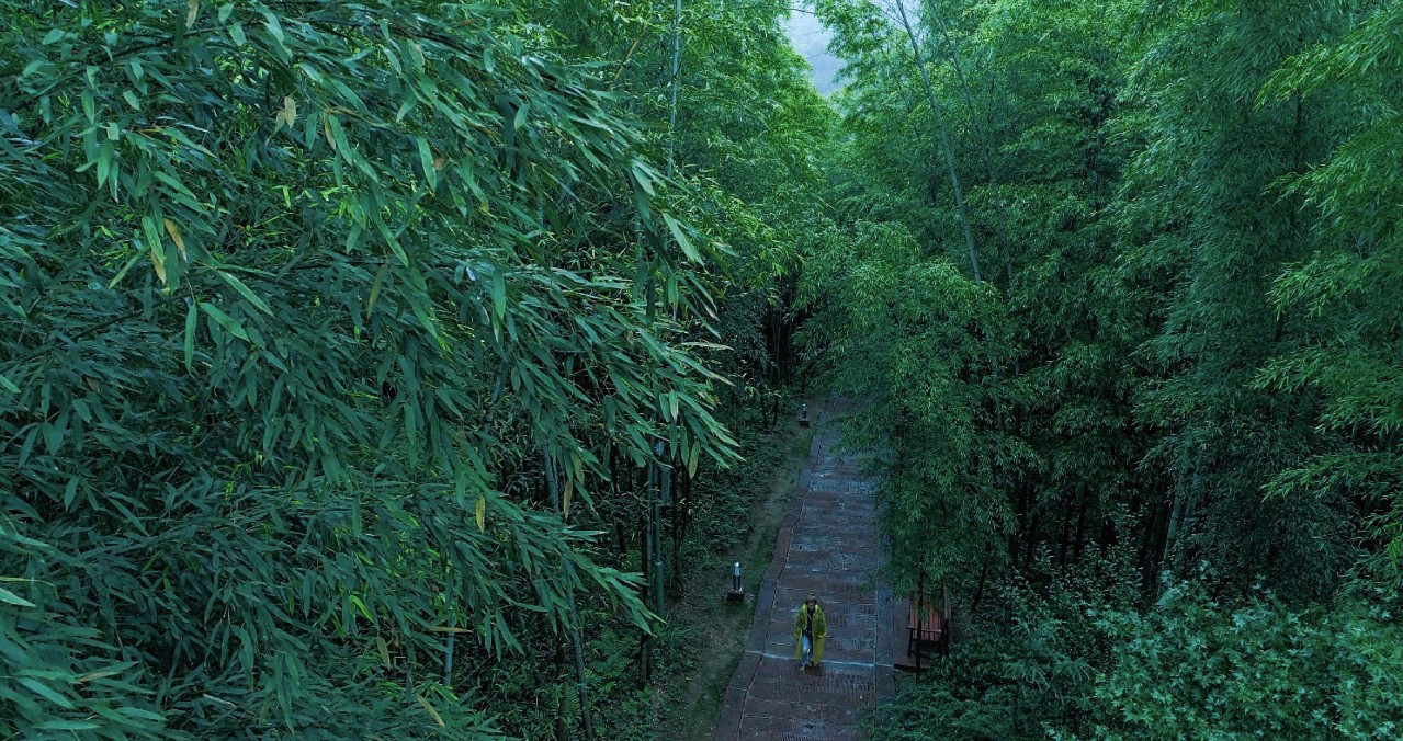 我们多次走往竹林,切身体会竹子的魅力,探寻人与竹之间的共鸣频率.