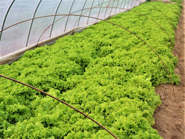 怎么描述秋天菜园 ec4032c1520641fcae9b42f9b78f01ac.jpeg