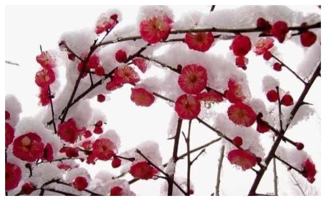 冬梅简谱_冬梅花图片(2)