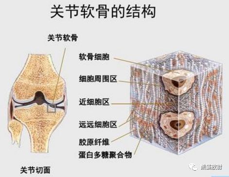 只存在单向软骨增殖与成骨活动,是生长期骨骼的生长发育部位.