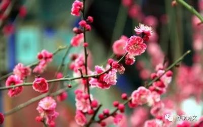 红梅花又开简谱_红梅花图片(3)