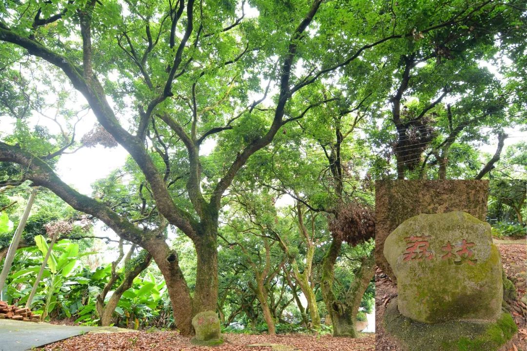 中山五桂山人口_中山五桂山