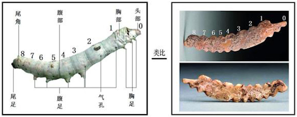 中国丝绸博物馆馆长：五千多年前的最早丝绸是如何发现的？