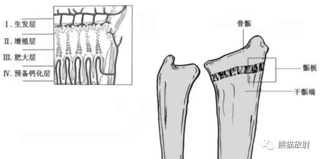 x线诊断要点丨骨发育组织学和x线解剖名词