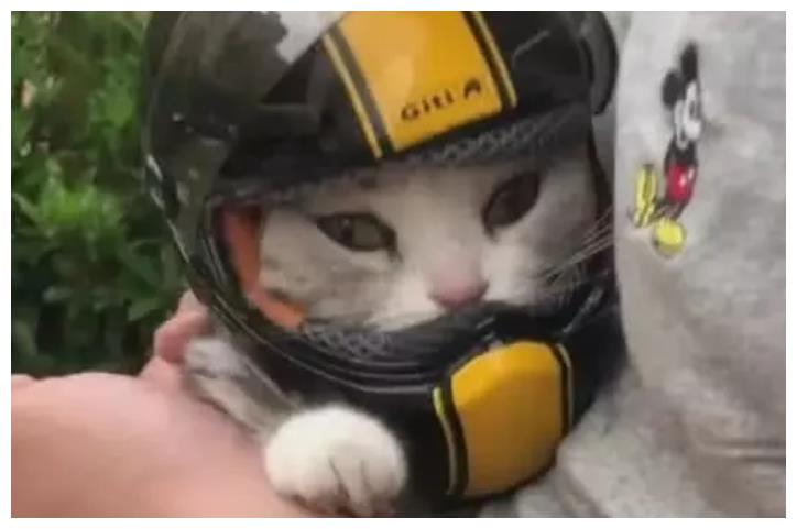主人带着猫咪去兜风,带着帅气小头盔,这样的喵来一打!