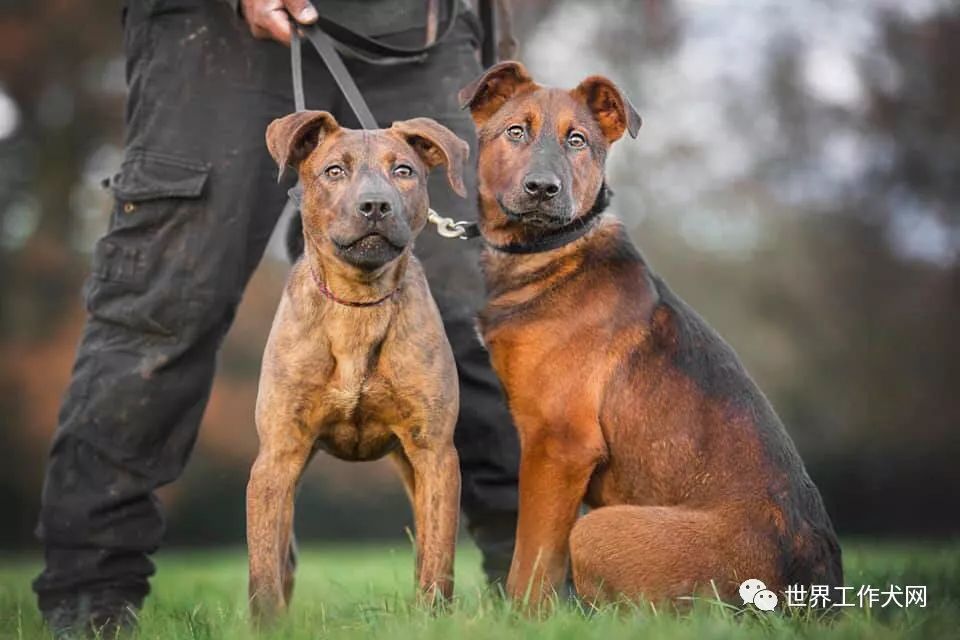 中国莱州红犬在国外,也被串了!