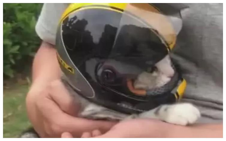 主人带着猫咪去兜风带着帅气小头盔这样的喵来一打