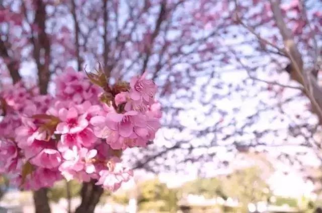 大理大学的冬樱美到炸裂!走起来!
