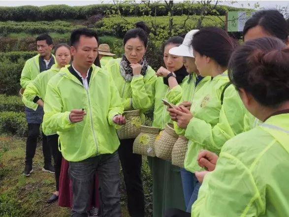 周庆雅一个小山村背后的茶故事