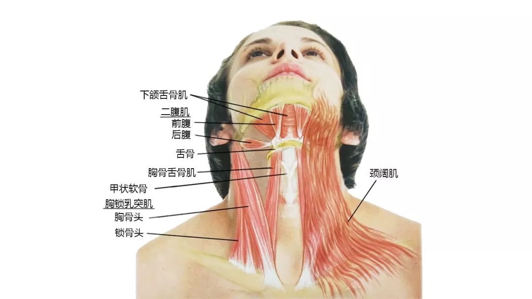 头颈侧面肌肉斜角肌及侧颈部解剖头项后侧浅层肌肉颈部深层肌肉口内
