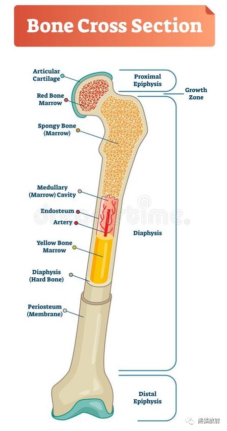 x线诊断要点丨骨发育组织学和x线解剖名词