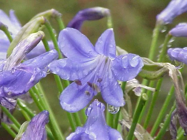 电锯都杀不死的花，你能养死算我输