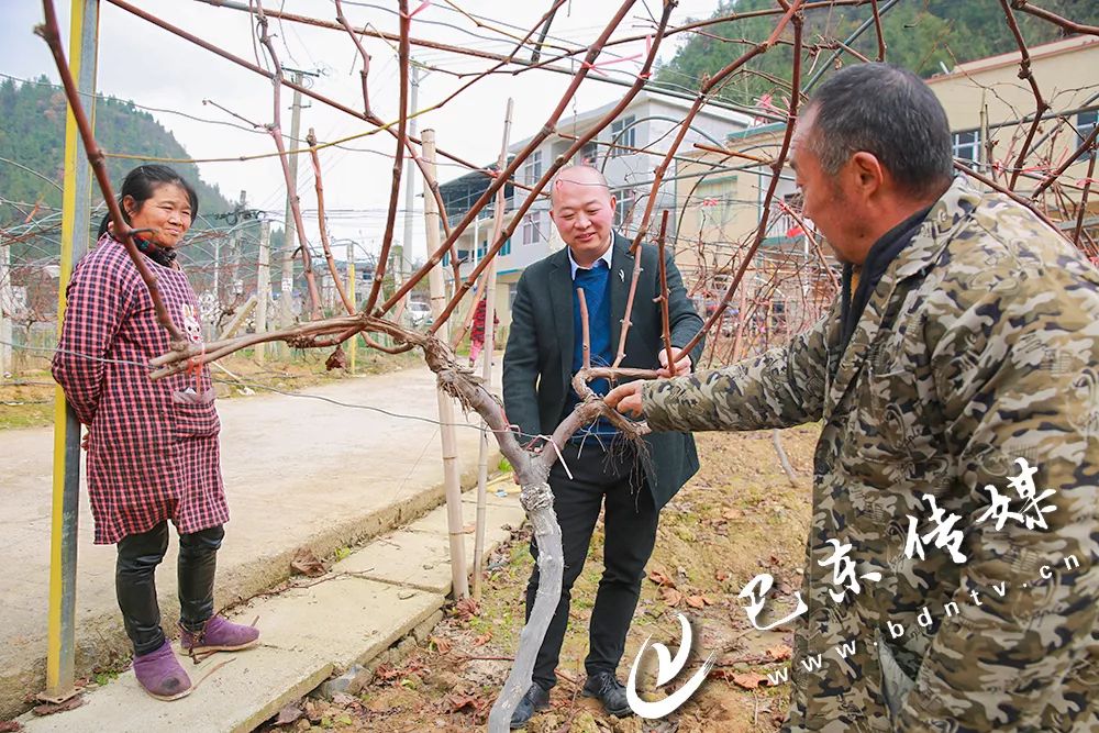 人大代表风采伍海贤带领村民发展葡萄奔富路