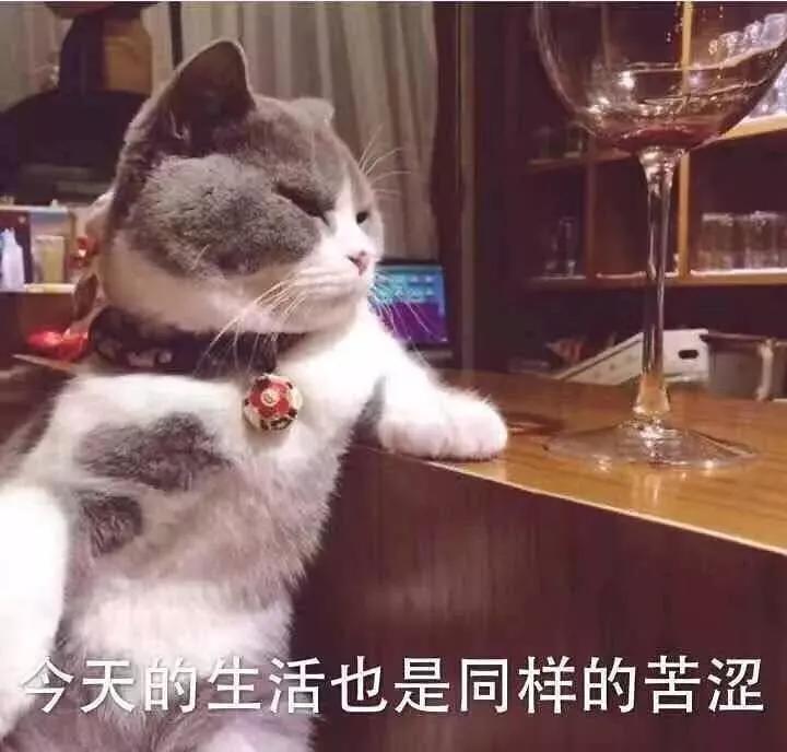 "让猫主子远离无聊和孤独