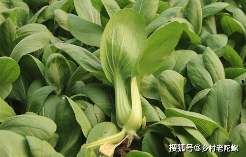 油菜种植中施肥过多容易导致肥害如何避免出现油菜猝倒呢