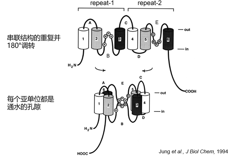 沙漏型人口结构_沙漏型身材