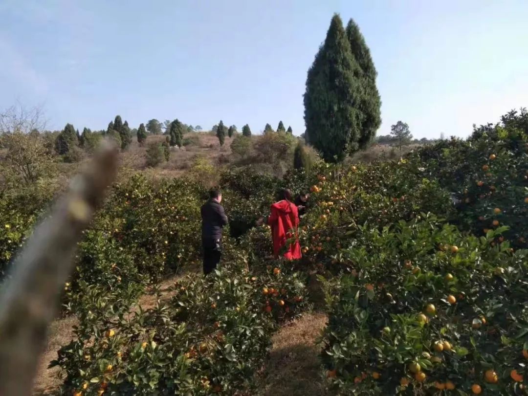 冬日暖阳哪里去,请你到林里村来吃冰糖橙~_雷坪