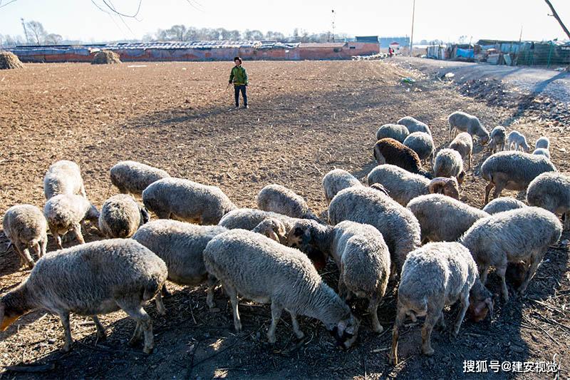 山西长子:地下煤炭储量37亿吨,白羊上街变灰羊