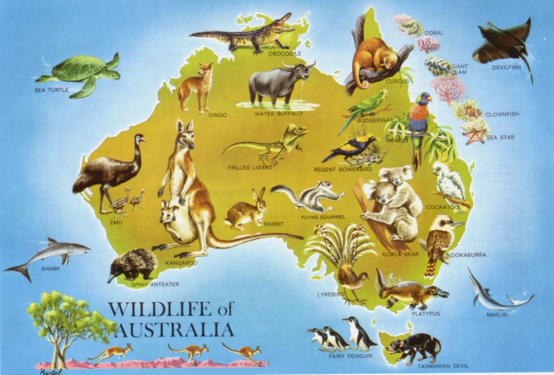 澳洲神奇动物在哪里?vol. 1