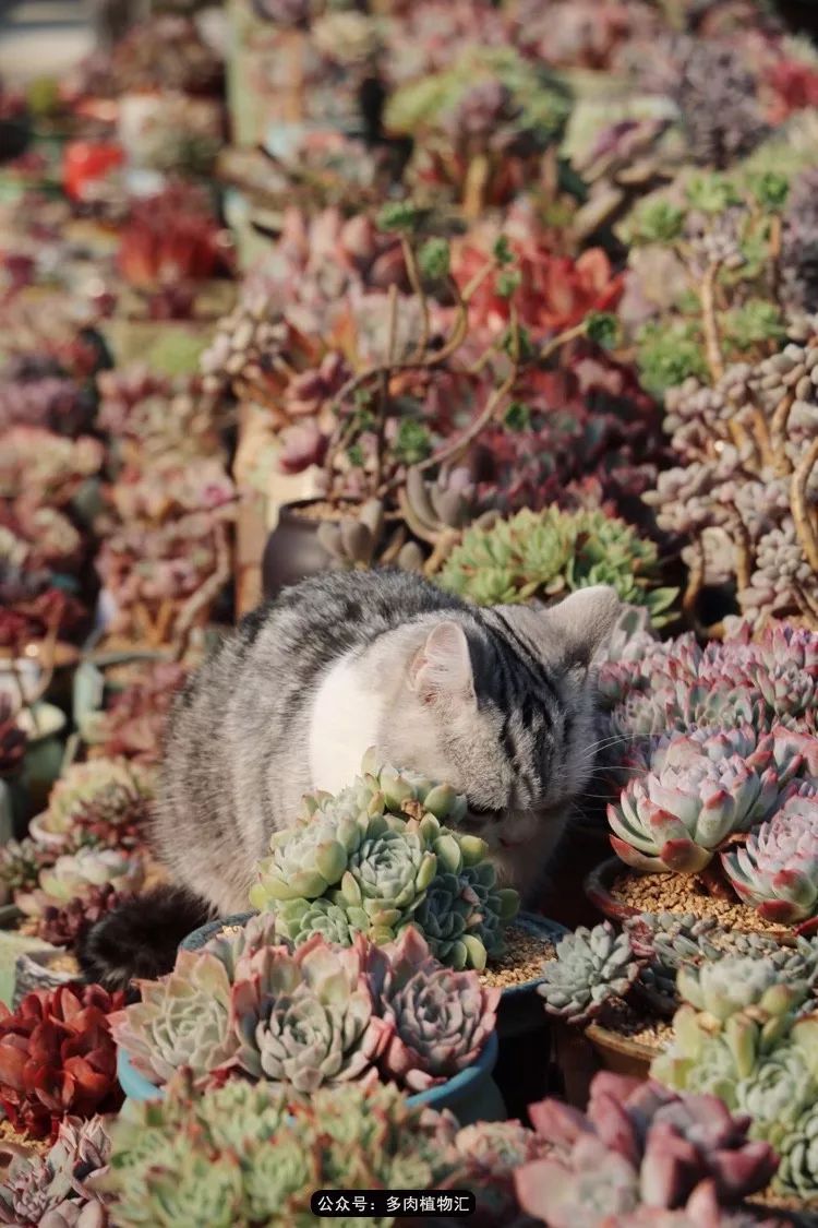 一只猫多肉直播间 d1b88ba1c93048209a0d38fa897afff9.jpeg