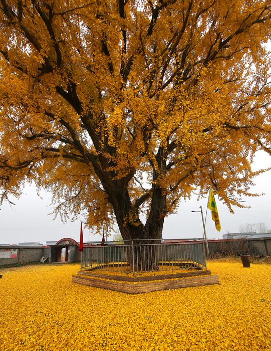 赏银杏,金色河山,河南这个地_黄金
