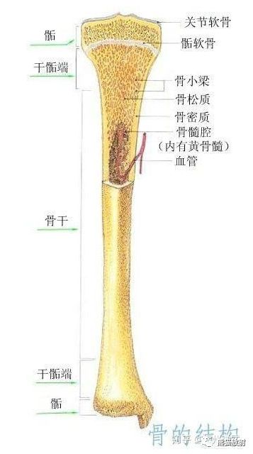 骨化中心开始出现的时候,称为骺核或化骨核;增大后,称为骨骺.