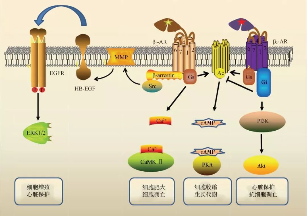 转化医学专题β肾上腺素受体在心血管系统的基础与临床研究进展